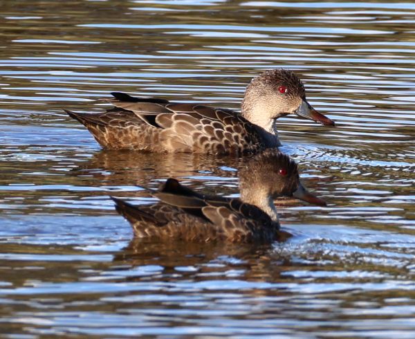 Grey teals