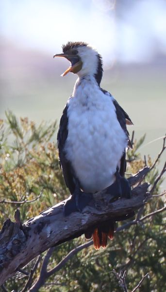 Little pied cormorant
