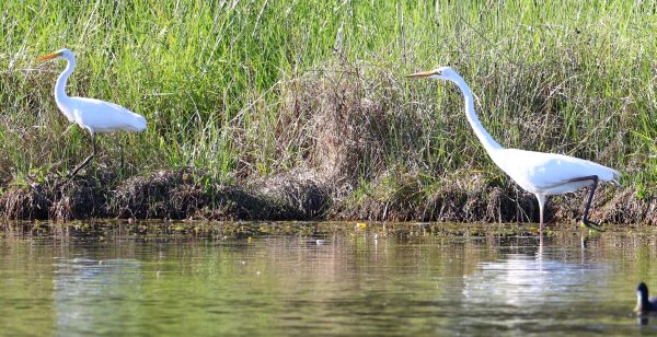 Plumed egret and great egret