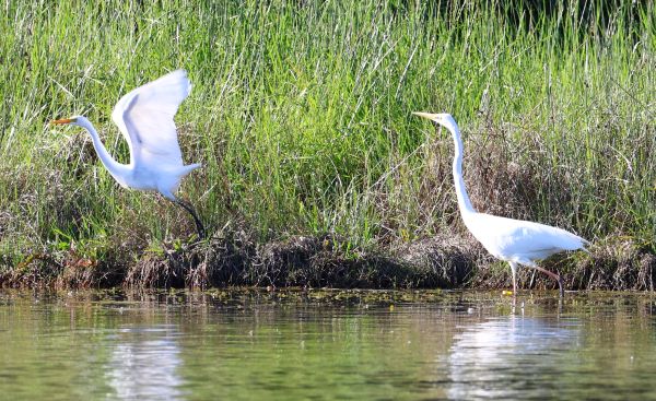 Plumed egret and great egret