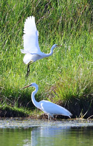 Plumed egret and great egret