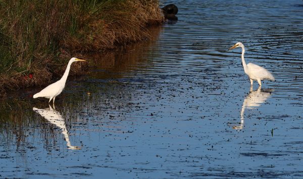Plumed egret and great egret