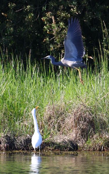 Plumed egret and white-faced heron