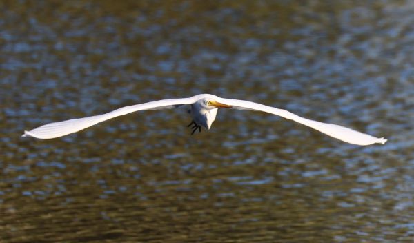 Plumed egret in flight