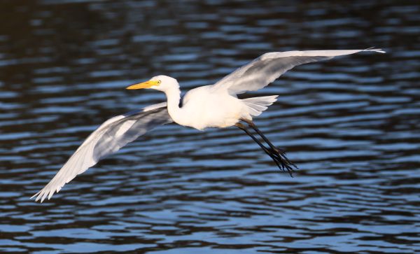 Plumed egret in flight