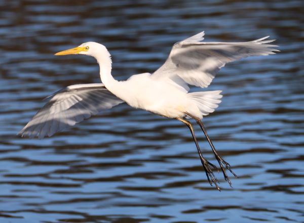 Plumed egret in flight