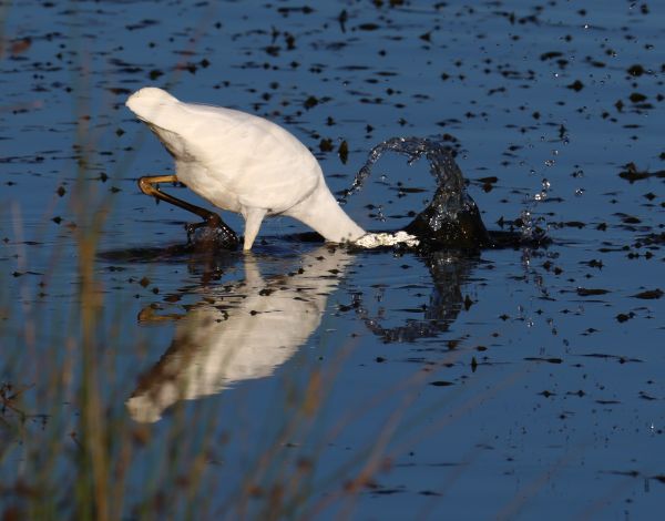 Plumed egret