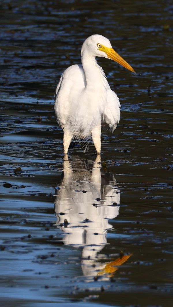 Plumed egret