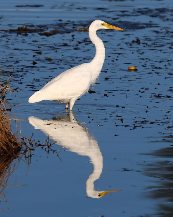 Plumed egret
