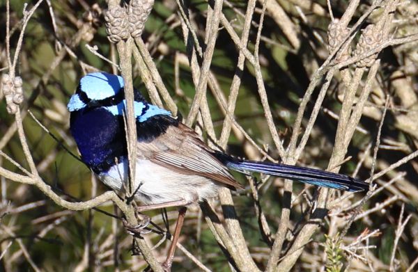 Superb fairy wren