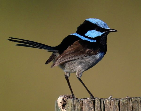 Superb fairy wren
