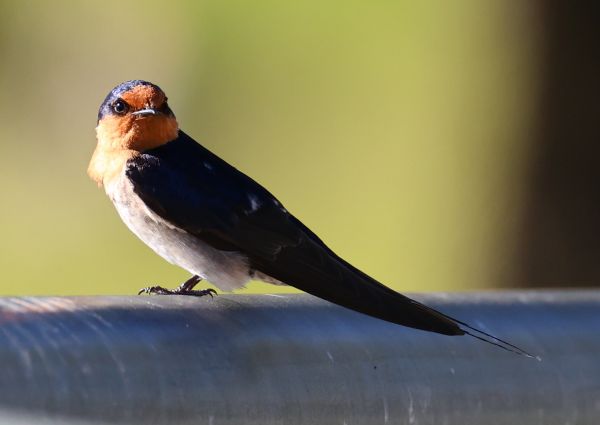 Welcome swallow