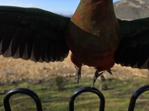 The birds