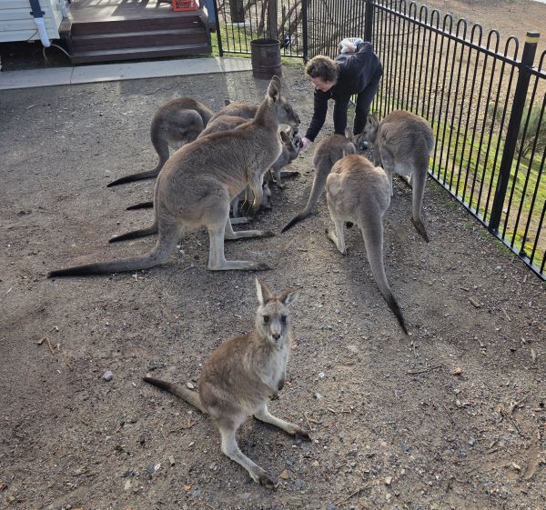 Me and kangaroos