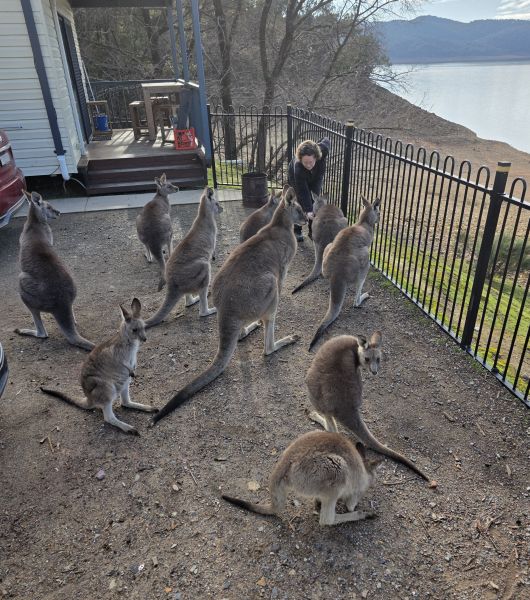 Me and kangaroos