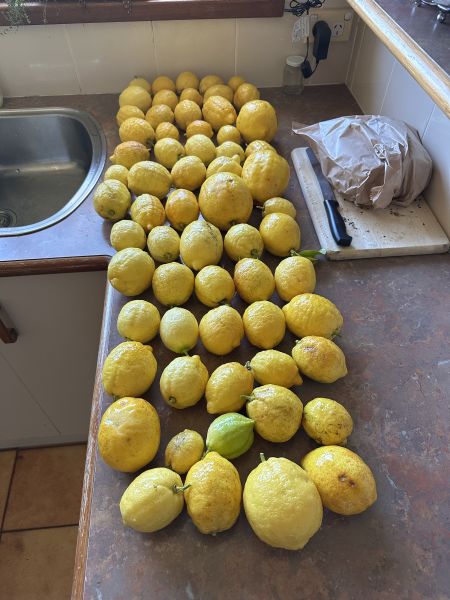 64 lemons
