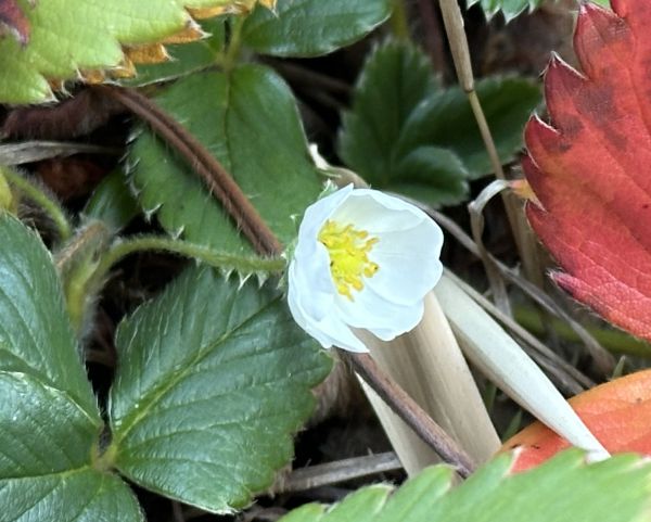 Autumn strawberry