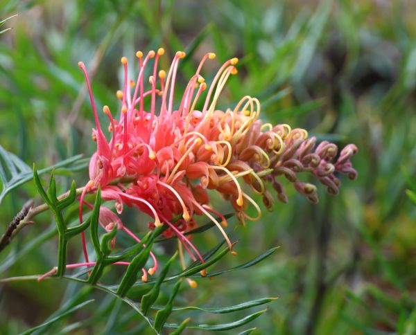 Grevillea at Avon Dam