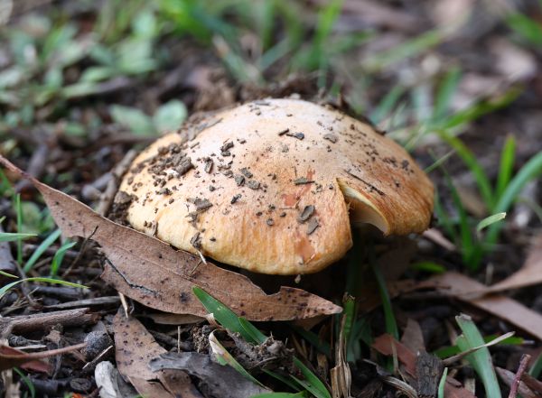 Mushroom at Avon Dam