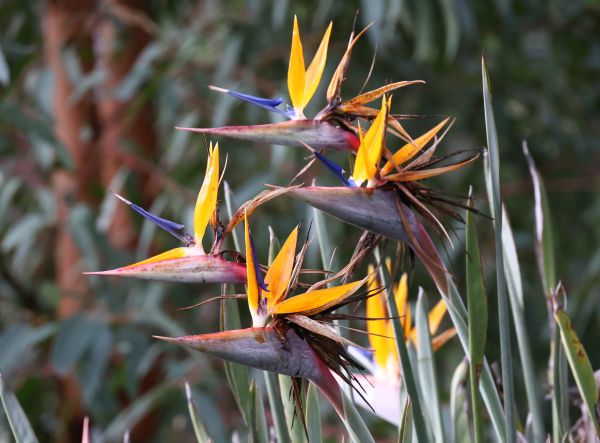 Bird of paradise flowers at Avon Dam