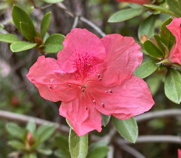 Azalea