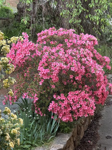 Azaleas