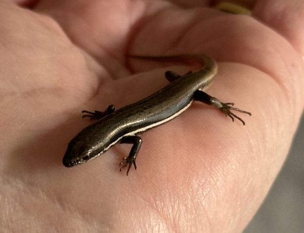 Bedroom skink