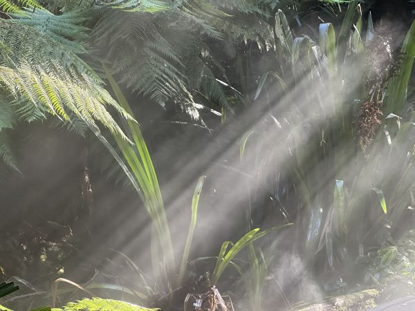 Mist at the botanical gardens