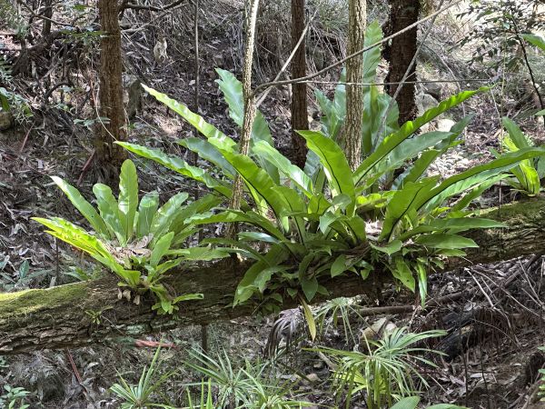 Birds nest ferns at the botanical gardens