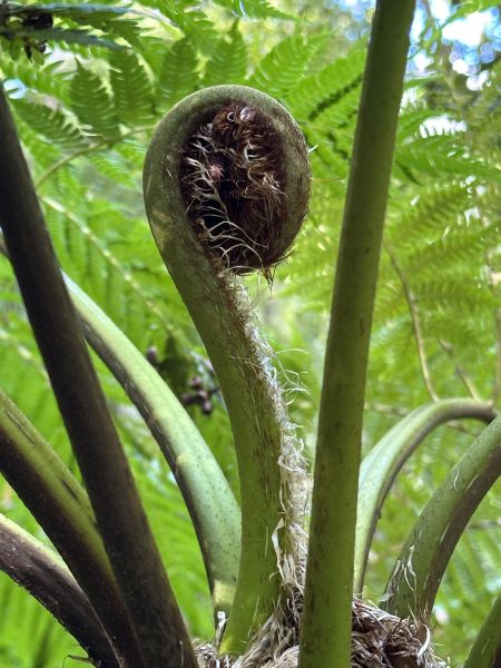 Fern at the botanical gardens