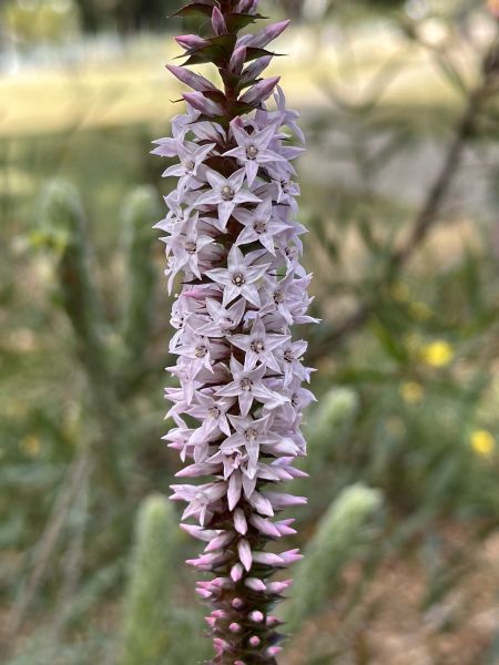 Flowers at the botanical gardens