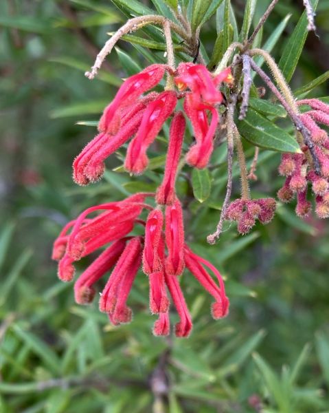 Flowers at the botanical gardens