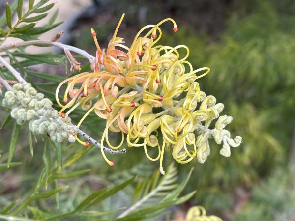 Flowers at the botanical gardens