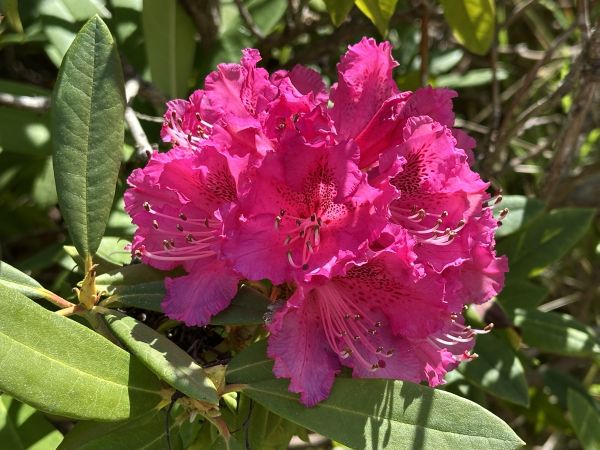 Bougainvillea