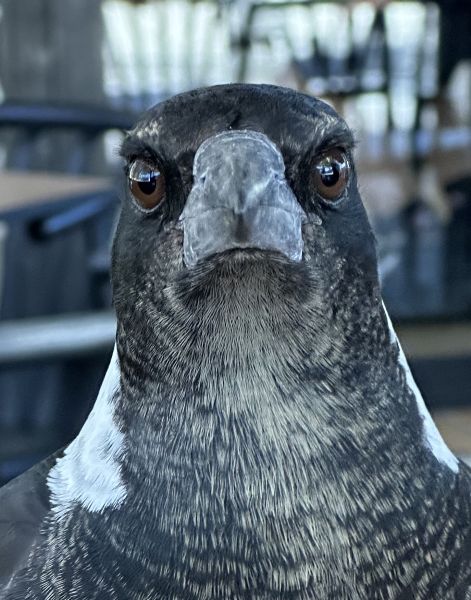 Magpie at Cafè Luzon