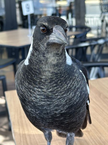 Magpie at Cafè Luzon
