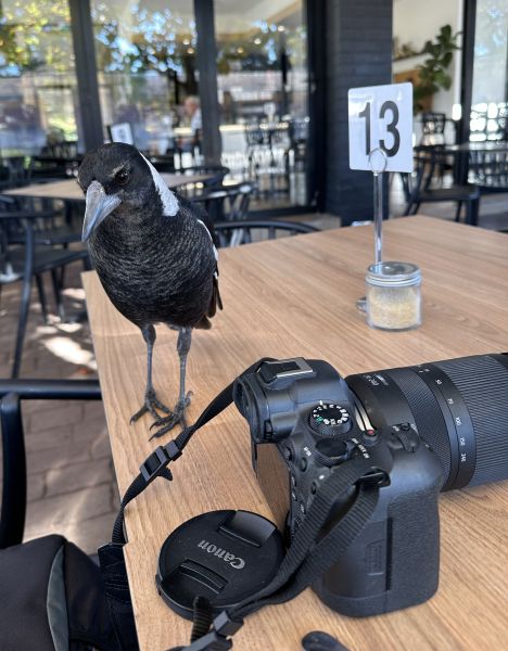Magpie at Cafè Luzon