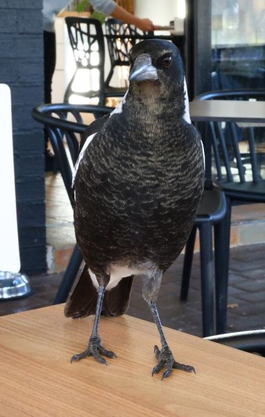 Magpie at Cafè Luzon