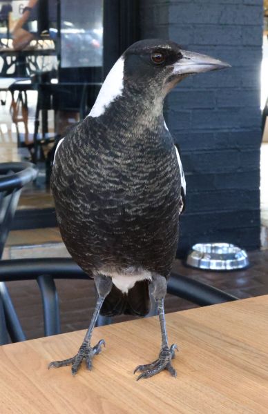 Magpie at Cafè Luzon