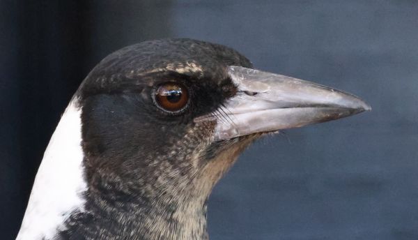 Magpie at Cafè Luzon