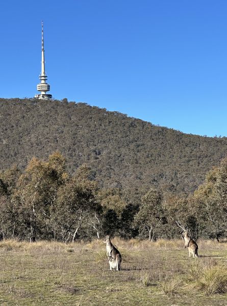 Canberra views