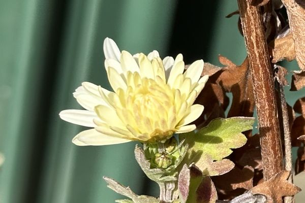 Chrysanthemums