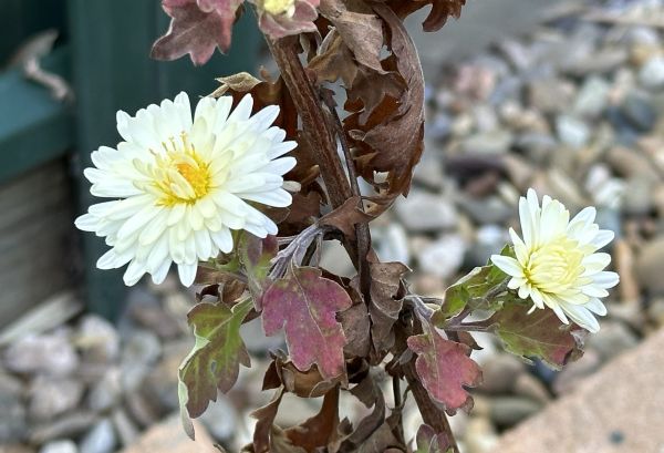 Chrysanthemums