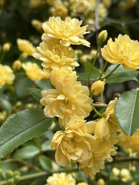 Climbing roses