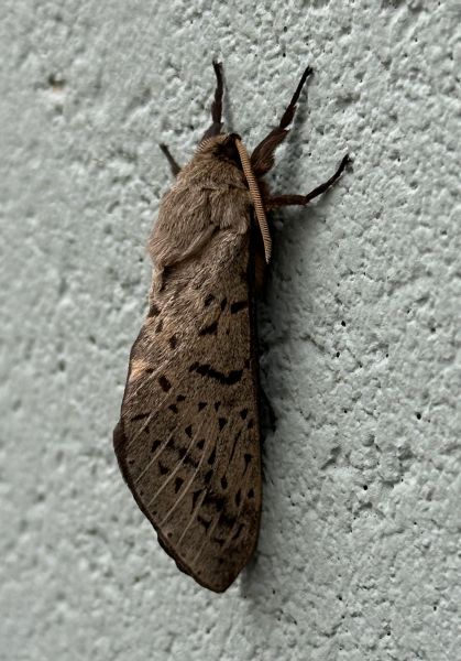 Moth at the club