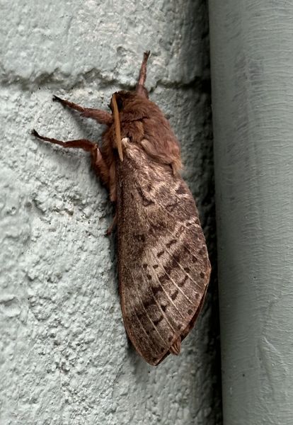 Moth at the club