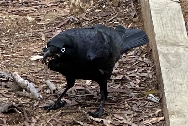 Raven with a moth