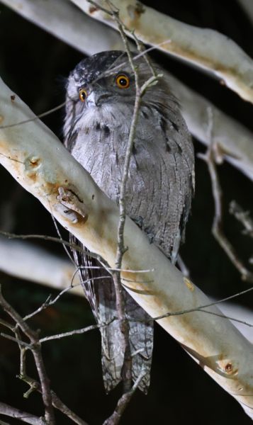 Tawny frogmouth at the club
