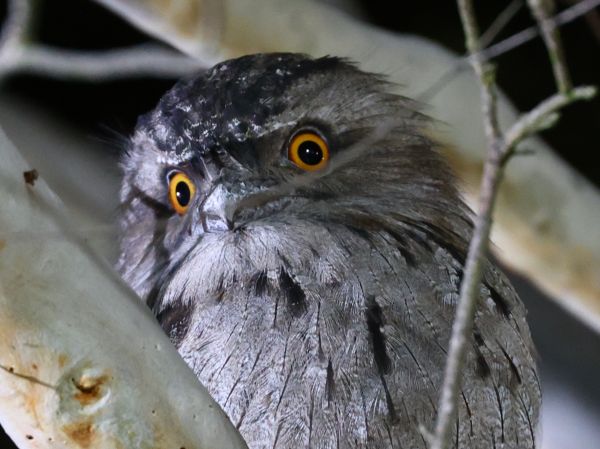 Tawny frogmouth at the club
