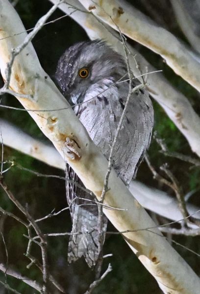 Tawny frogmouth at the club